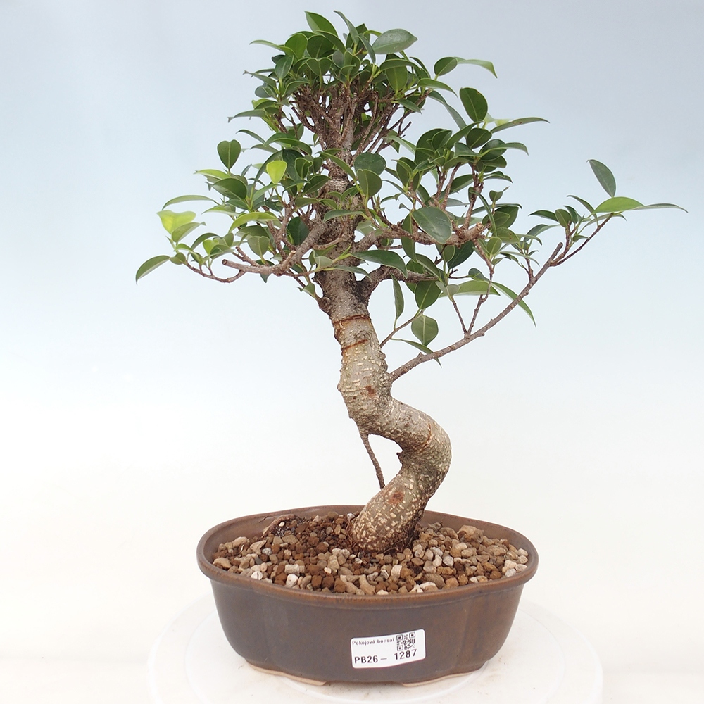 Pokojová bonsai - Ficus retusa -  malolistý fíkus