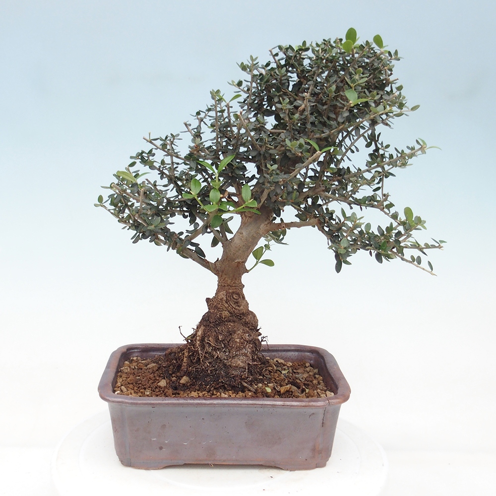 Pokojová bonsai - Olea europaea sylvestris -Oliva evropská drobnolistá