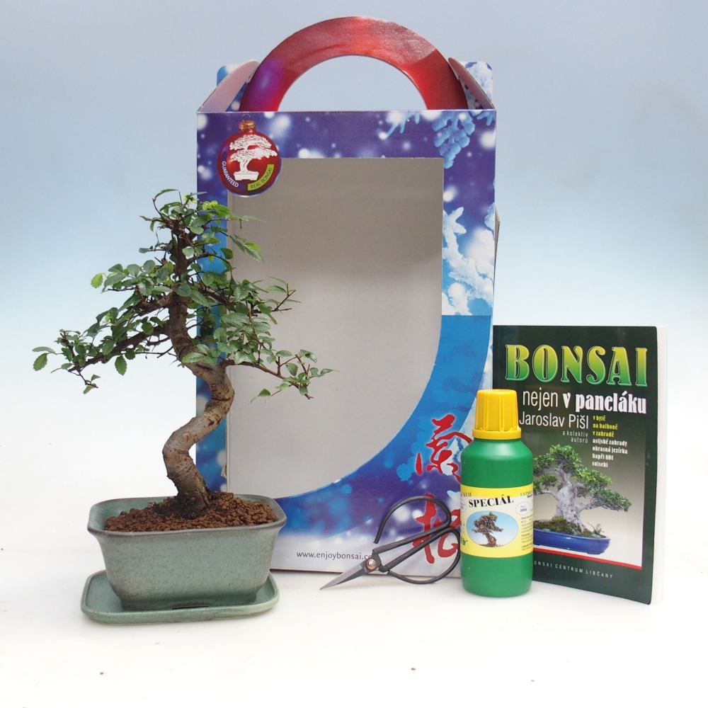 Pokojová bonsai v dárkové krabičce Ulmus parvifolia - Jilm čínský