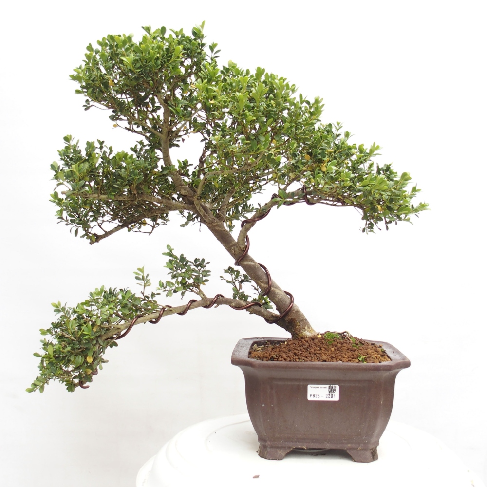 Pokojová bonsai - Ilex crenata - Cesmína