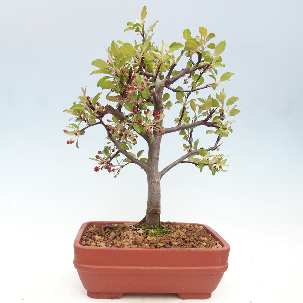 Venkovní bonsai -Malus domestica - Maloplodá jabloň červenolistá