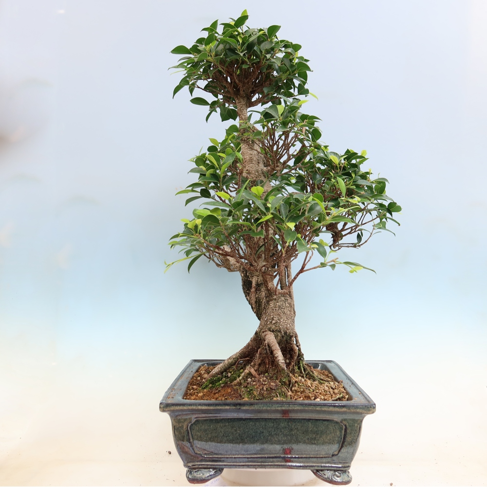 Pokojová bonsai - Ficus kimmen -  malolistý fíkus