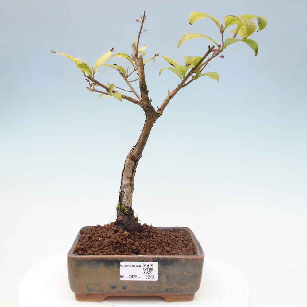Venkovní bonsai - krásnoplodka - Callicarpa japonica
