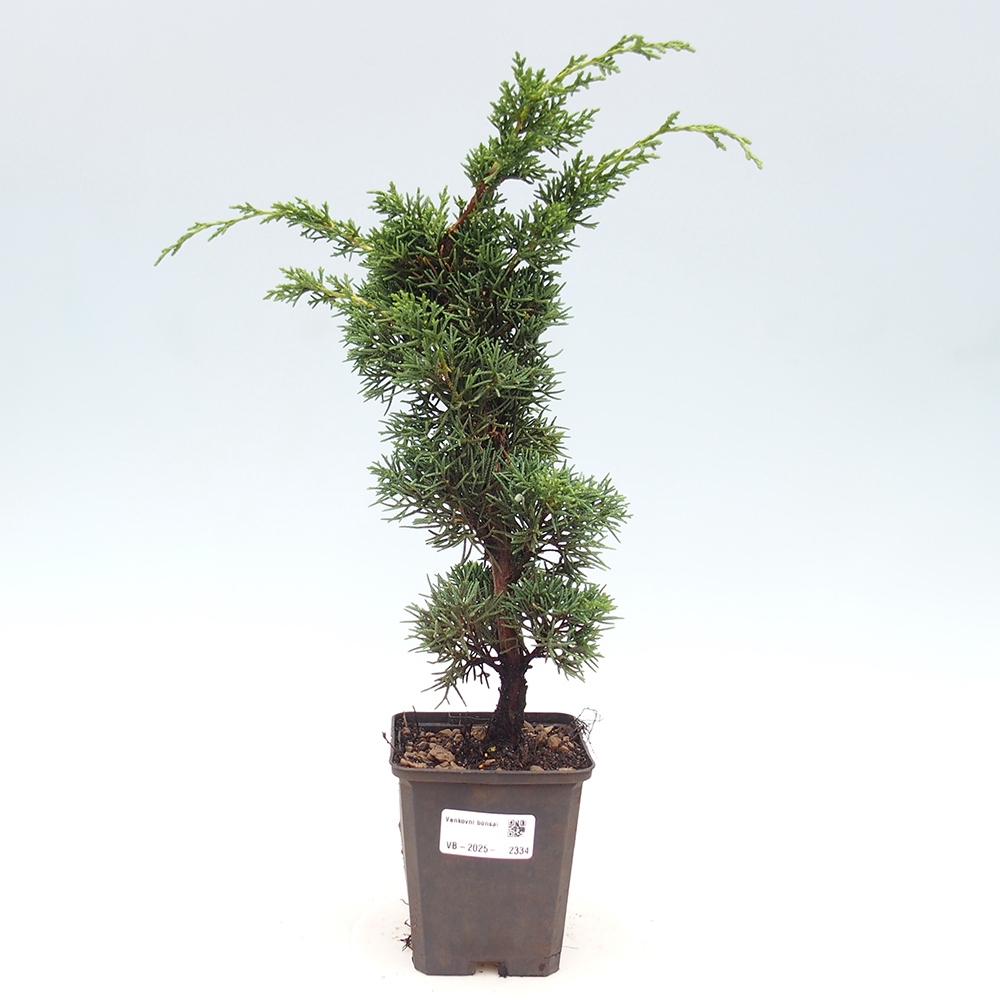 Venkovní bonsai - Juniperus chinensis Kishu -Jalovec čínský