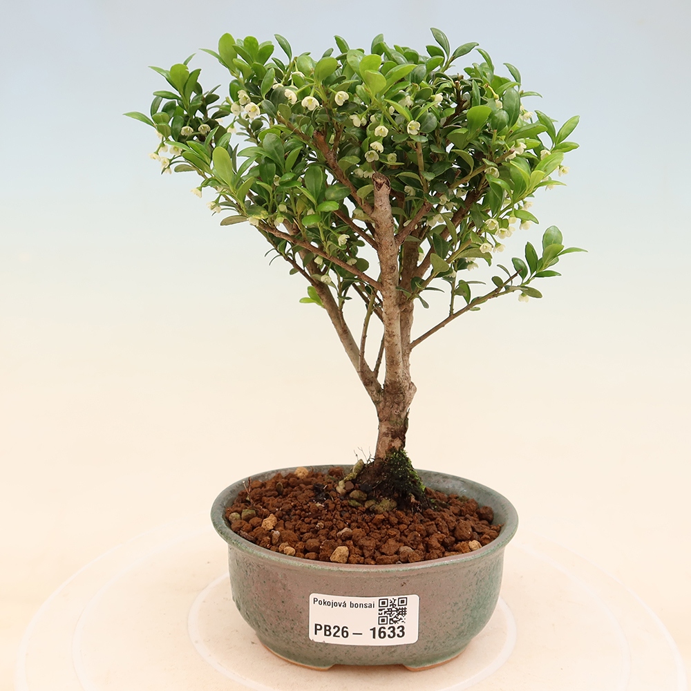 Pokojová bonsai - Ilex crenata - Cesmína