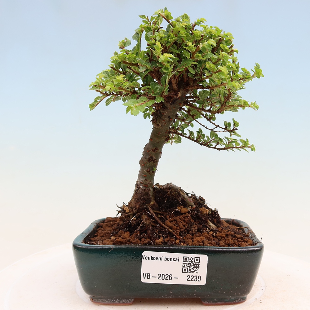 Venkovní bonsai - Ulmus parvifolia Sagei - Malolistý jilm