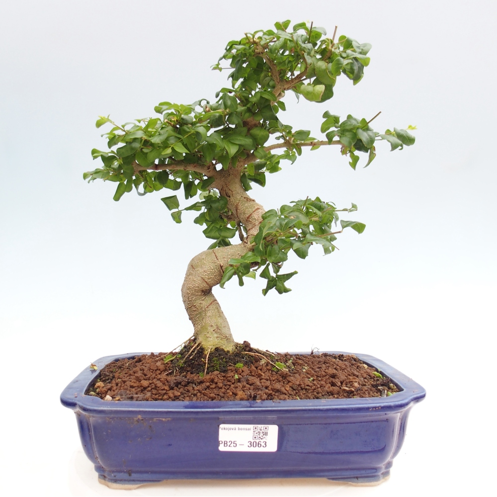 Pokojová bonsai -Ligustrum chinensis - Ptačí zob