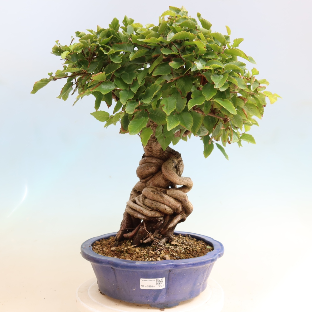 Venkovní bonsai -Carpinus CARPINOIDES - Habr korejský