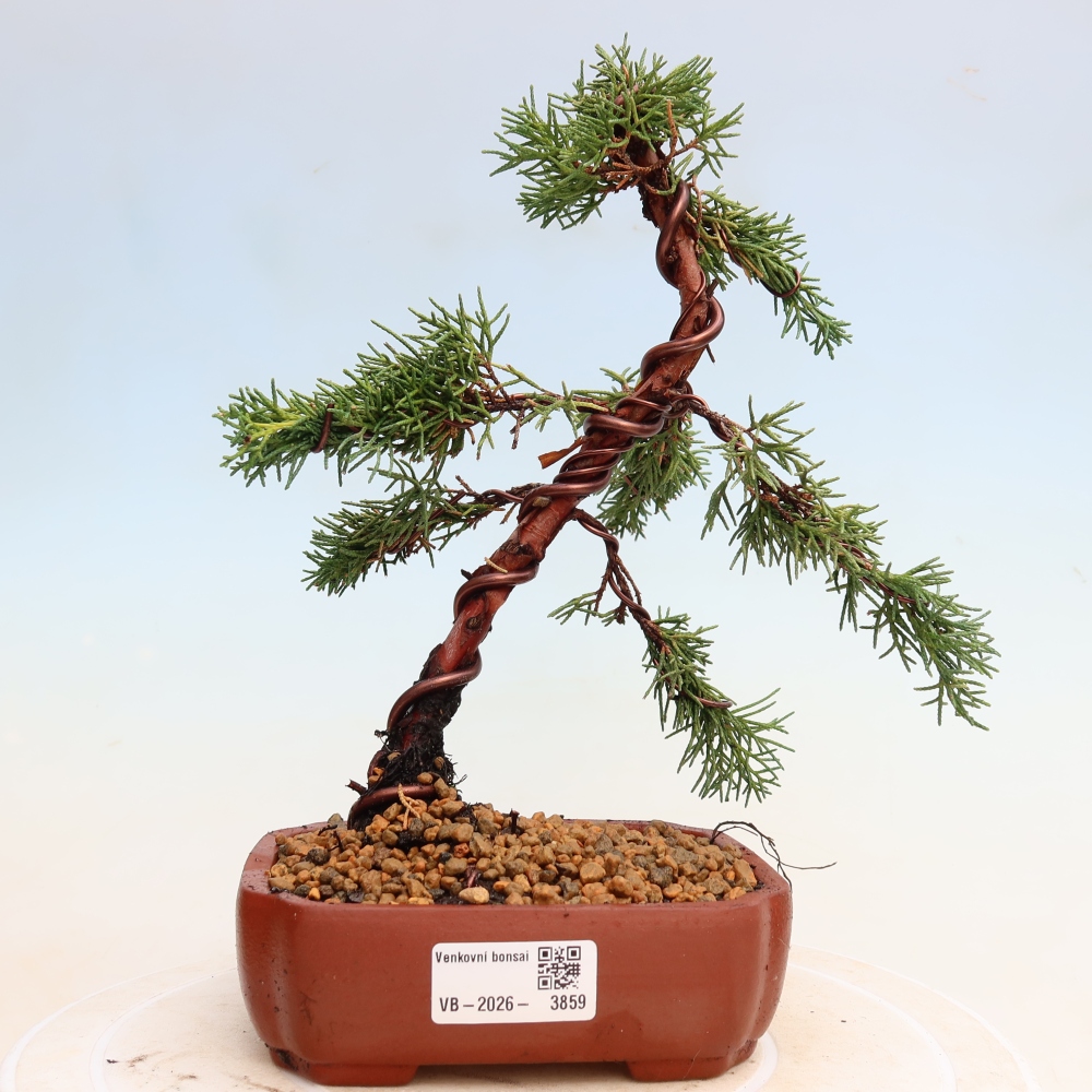 Venkovní bonsai - Juniperus chinensis Kishu -Jalovec čínský