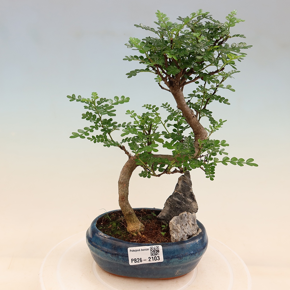 Pokojová bonsai - Zantoxylum piperitum - Pepřovník