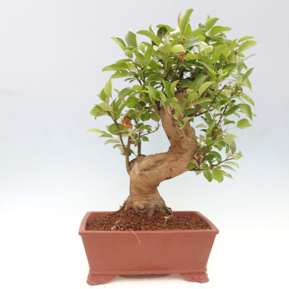 Venkovní bonsai -Malus halliana - Maloplodá jabloň
