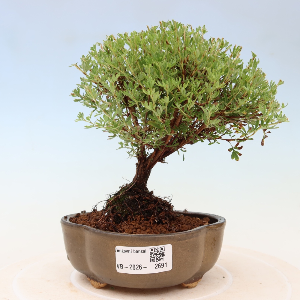Venkovní bonsai-Mochna křovitá - potentila fruticosa Goldkissen