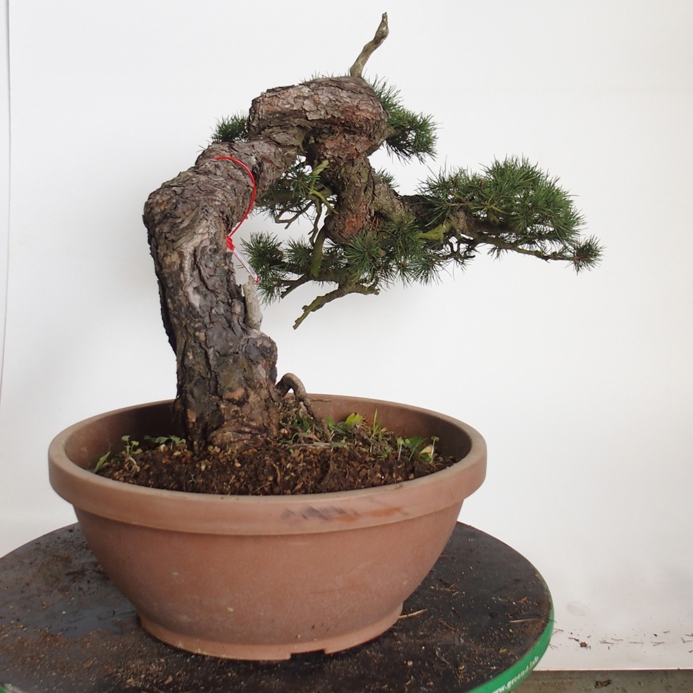 Yamadori - Pinus sylvestris - Borovice lesní - Španělsko