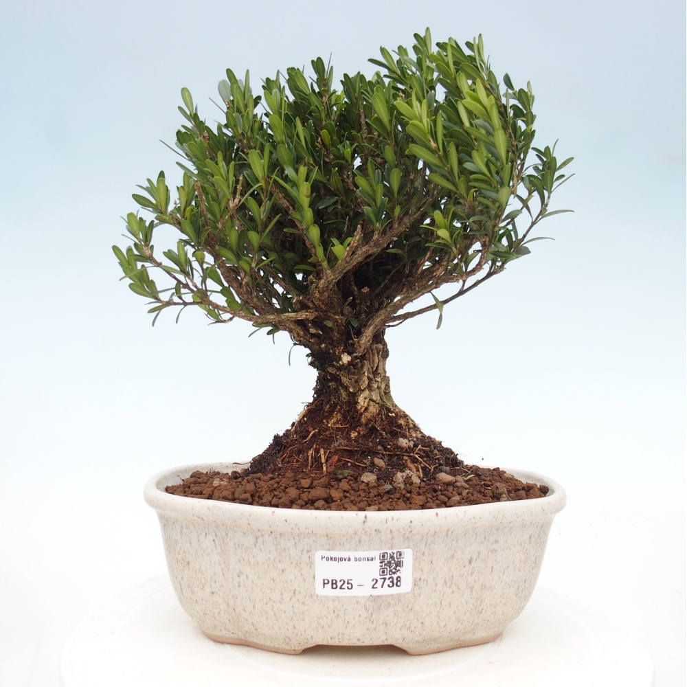 Pokojová bonsai - Buxus harlandii - korkový buxus