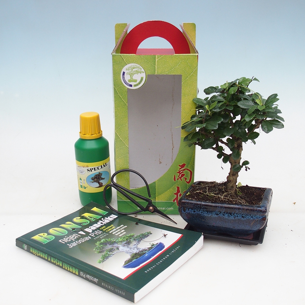 Pokojová bonsai v dárkové krabičce 