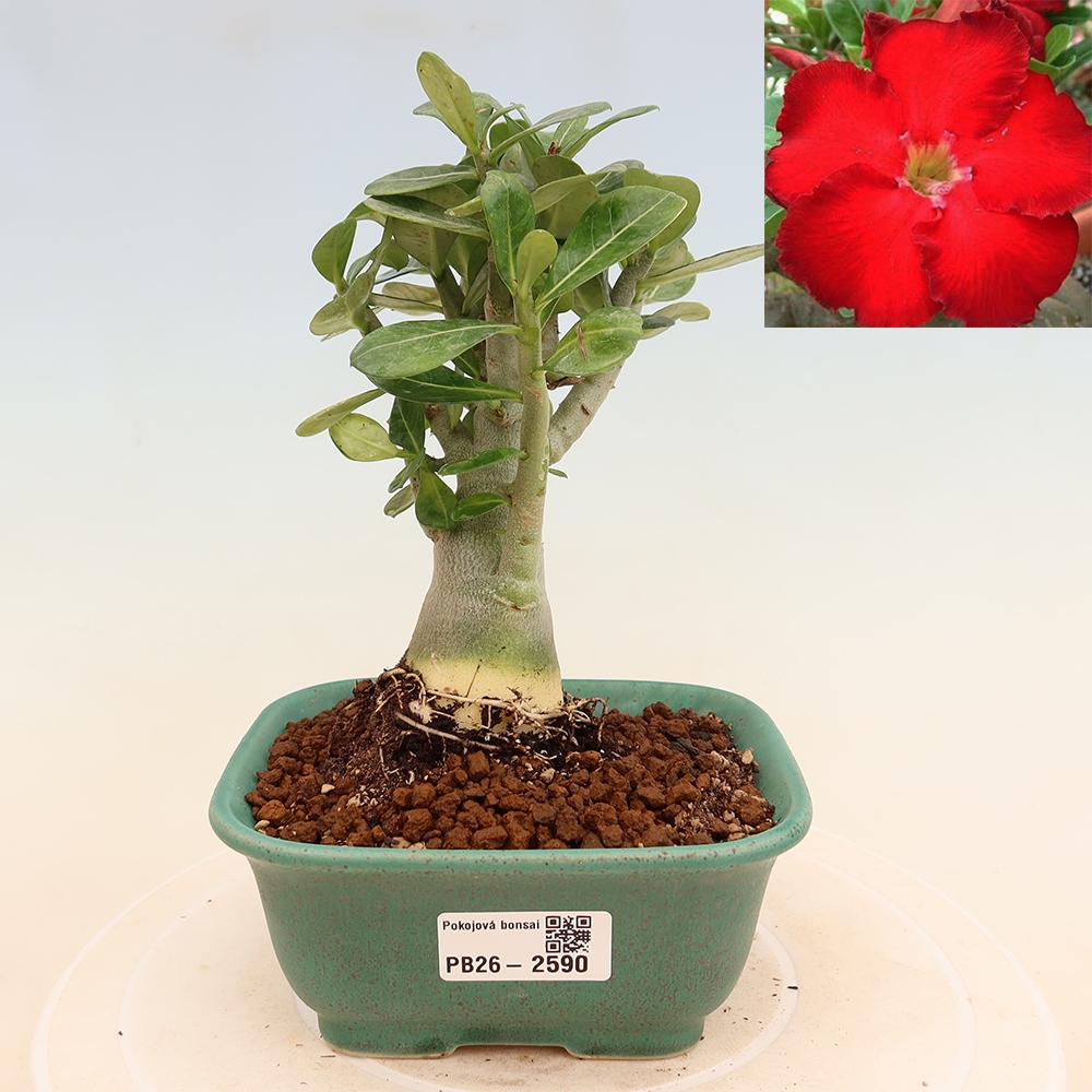 Pokojová bonsai - Adenium obesum Red Star - Pouštní růže