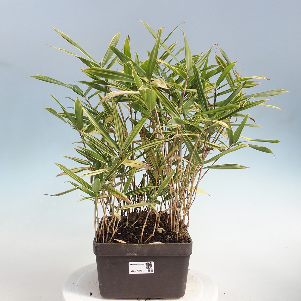 Venkovní bonsai - Sasaella masamuneana Albostriata - Bambus panašovaný