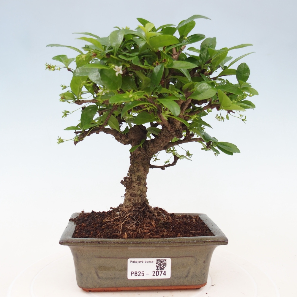 Pokojová bonsai - Carmona macrophylla - Čaj fuki