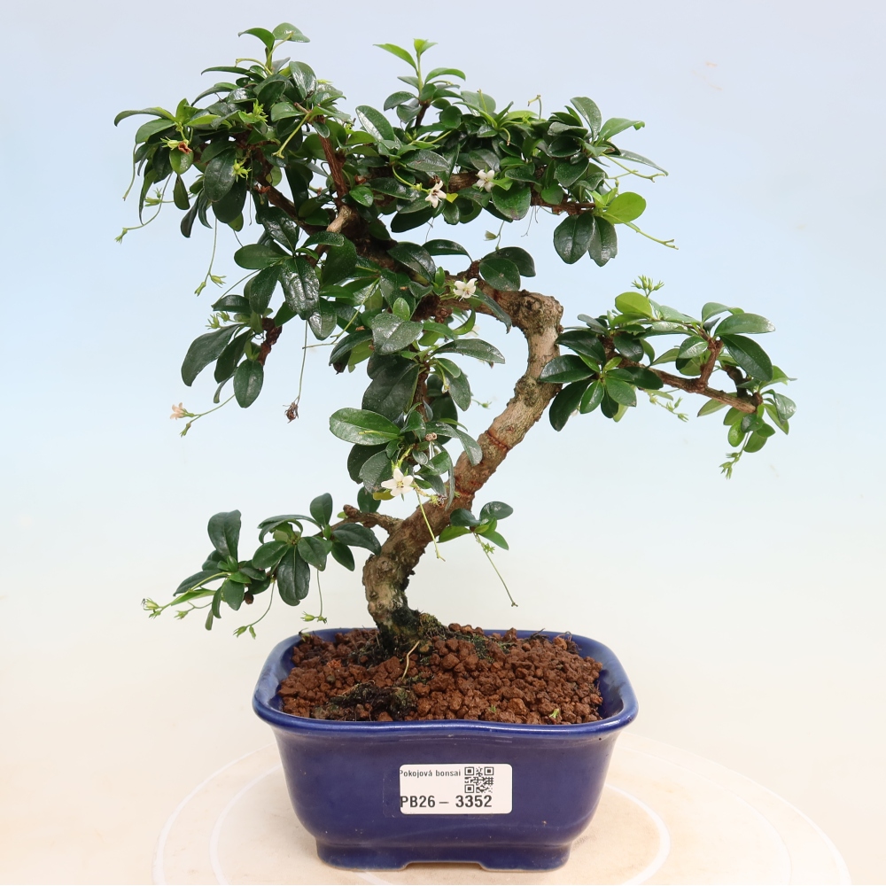 Pokojová bonsai - Carmona macrophylla - Čaj fuki
