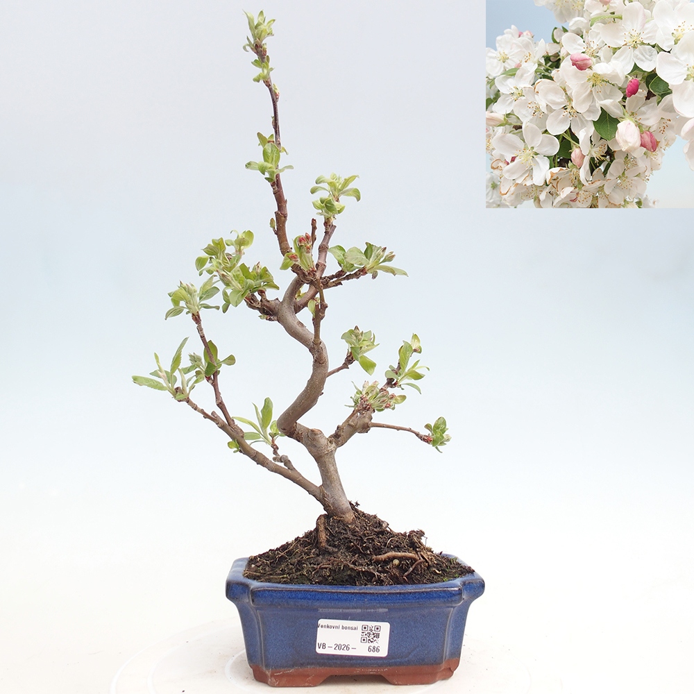 Venkovní bonsai -Malus halliana - Maloplodá jabloň