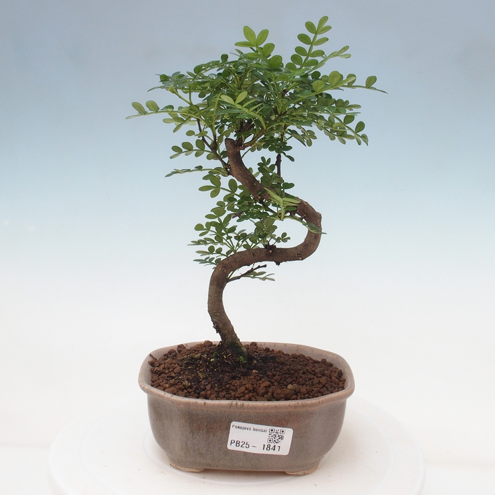 Pokojová bonsai - Zantoxylum piperitum - pepřovník