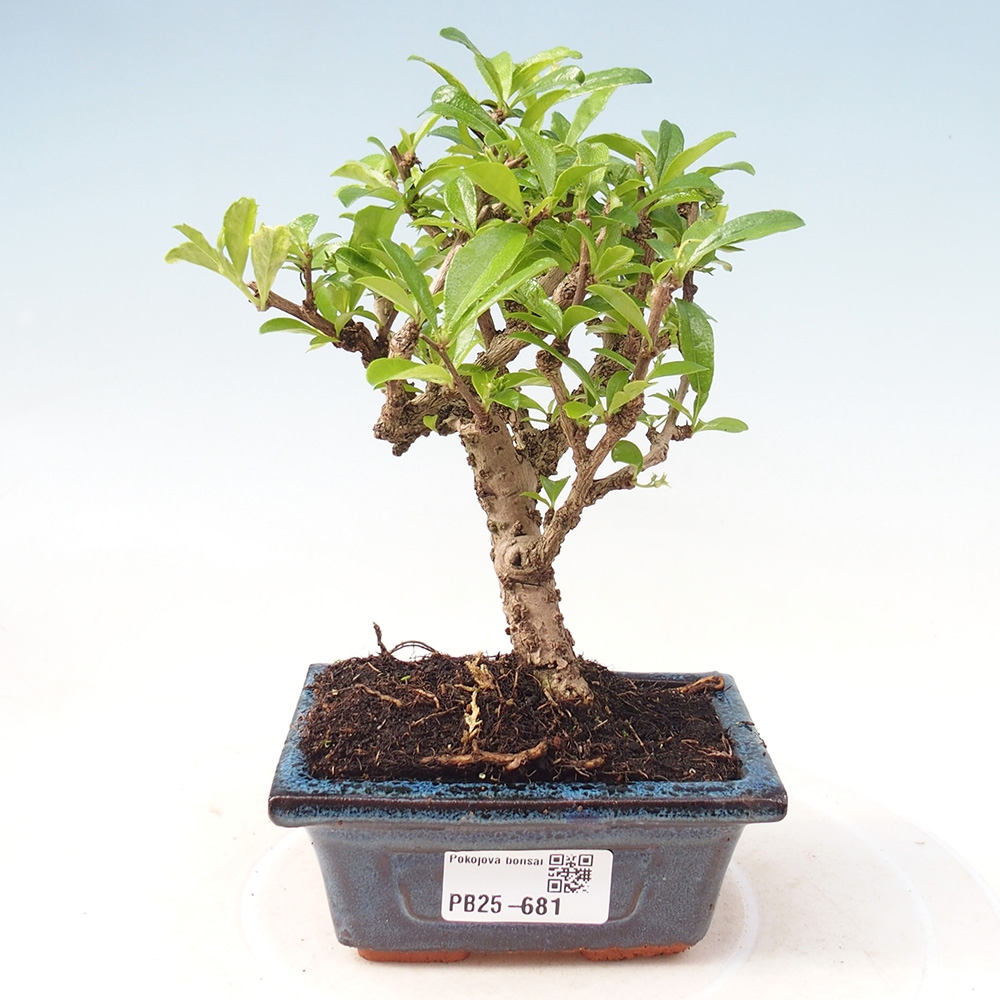 Pokojová bonsai - Carmona macrophylla - Čaj fuki