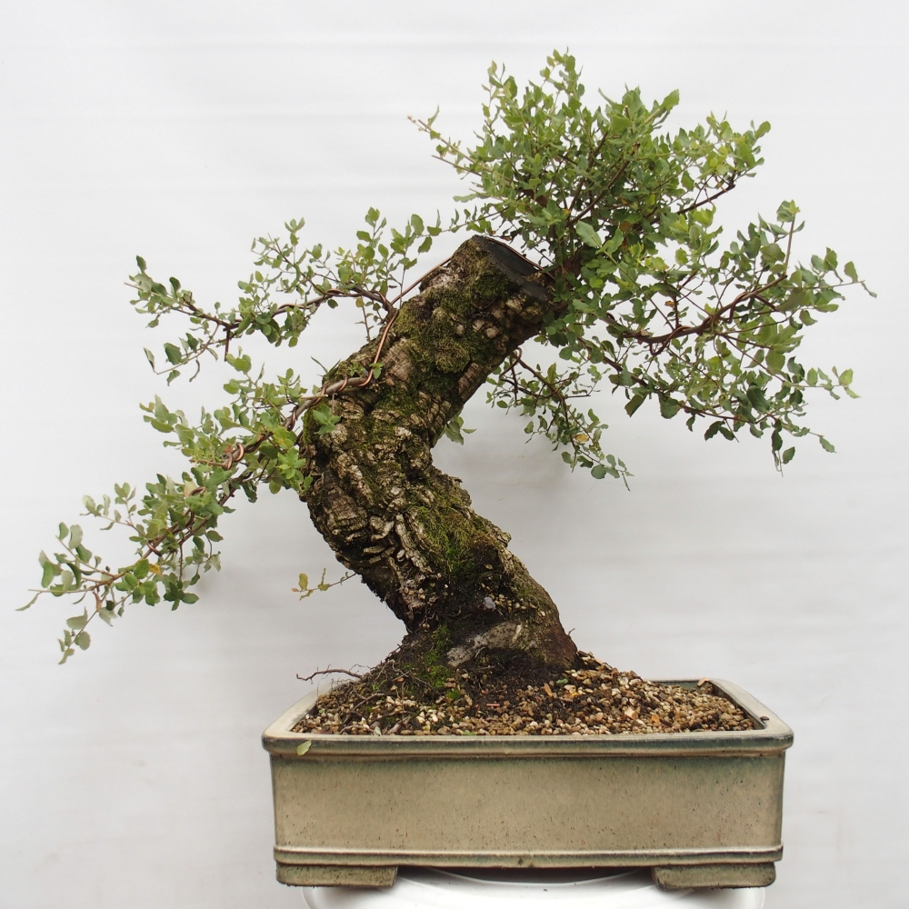 venkovní bonsai Quercus suber - Korkový dub