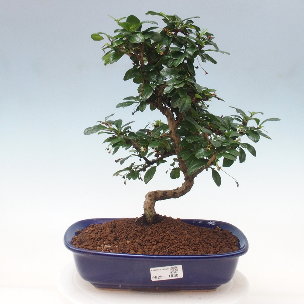 Pokojová bonsai - Carmona macrophylla - Čaj fuki