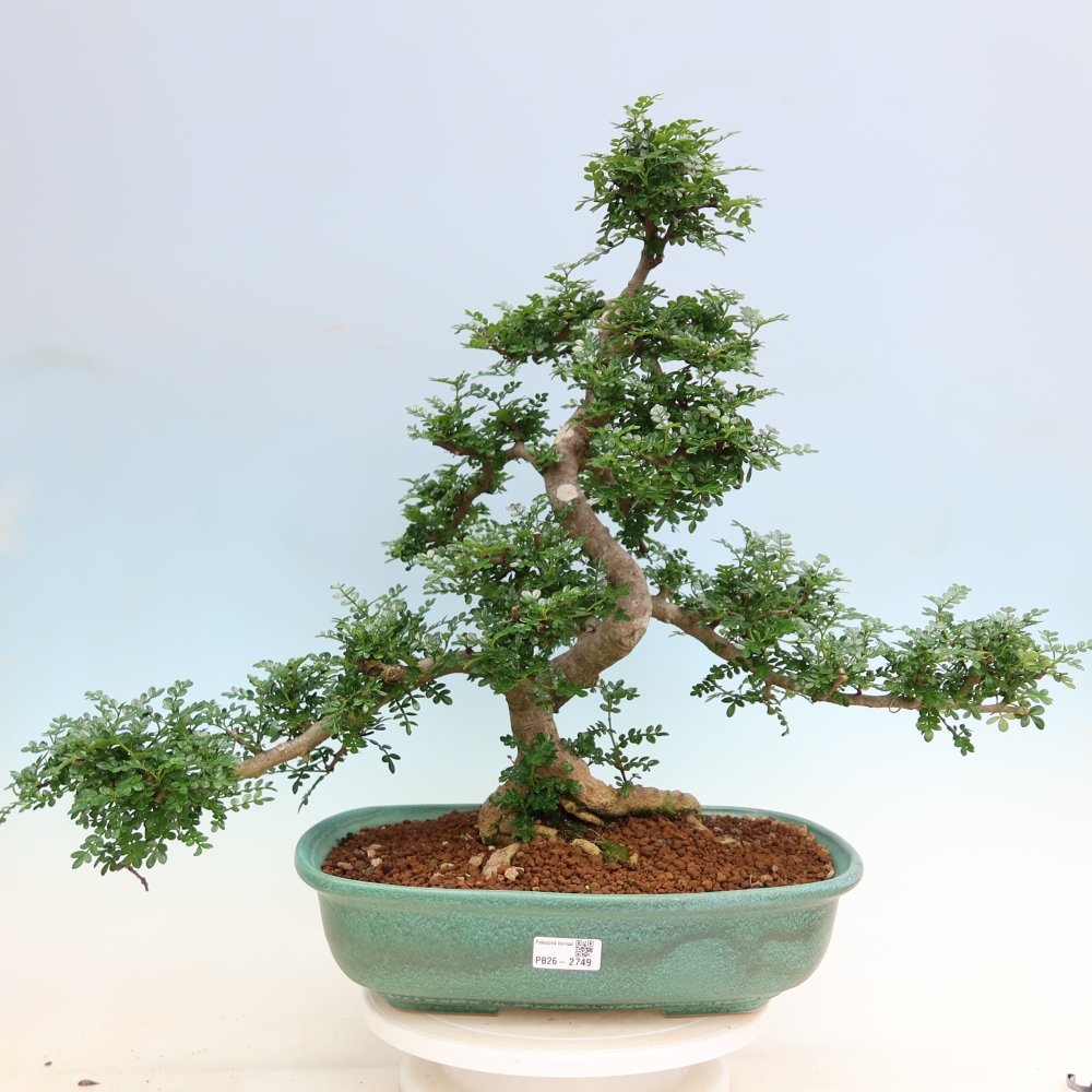 Pokojová bonsai - Zantoxylum piperitum - pepřovník