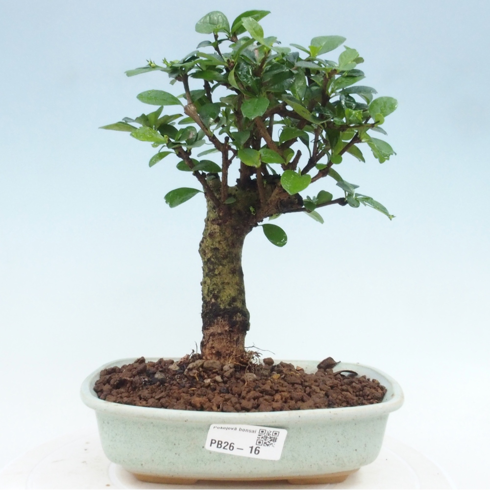 Pokojová bonsai - Carmona macrophylla - Čaj fuki