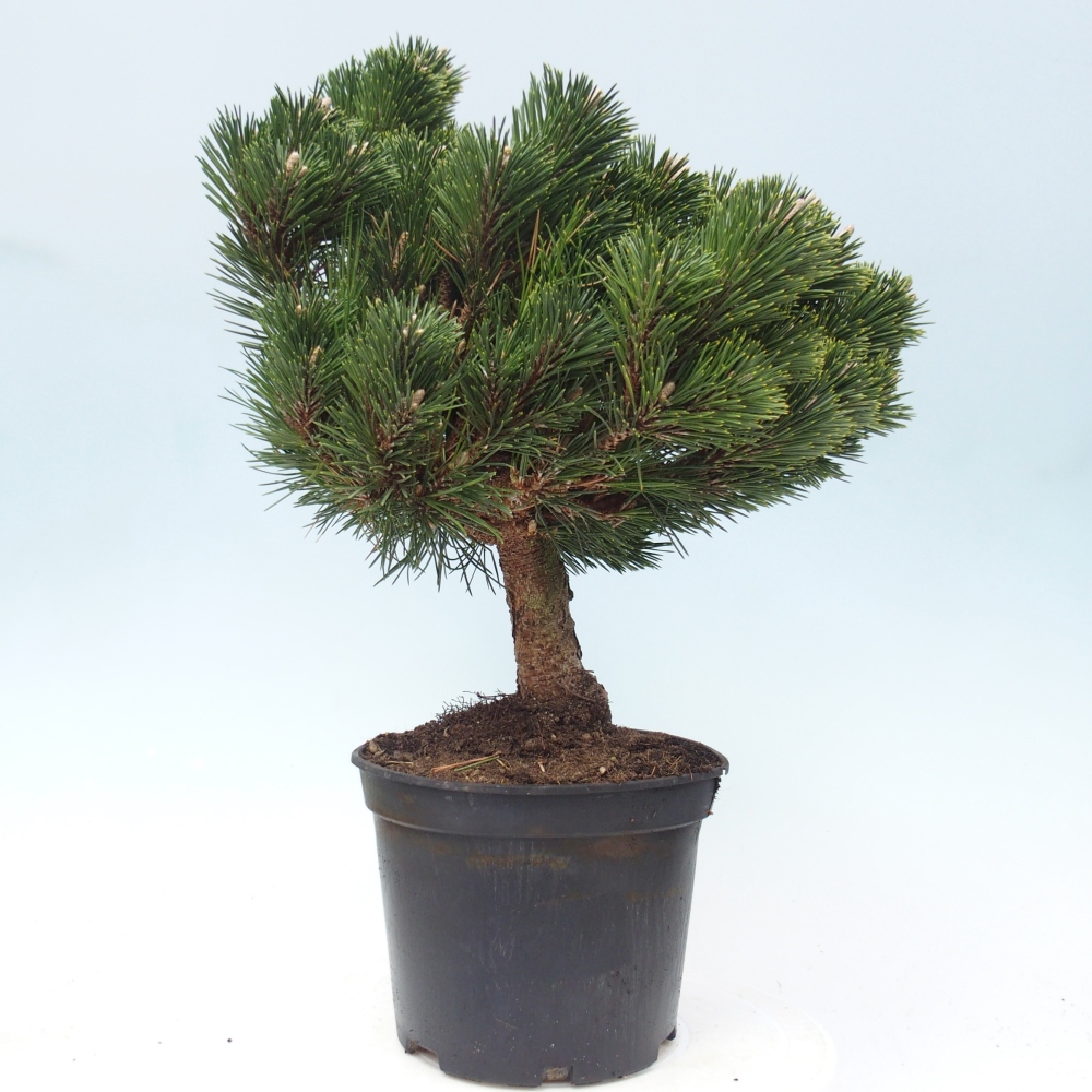 Venkovní bonsai - Pinus thunbergii senjyumaru - Borovice thunbergova