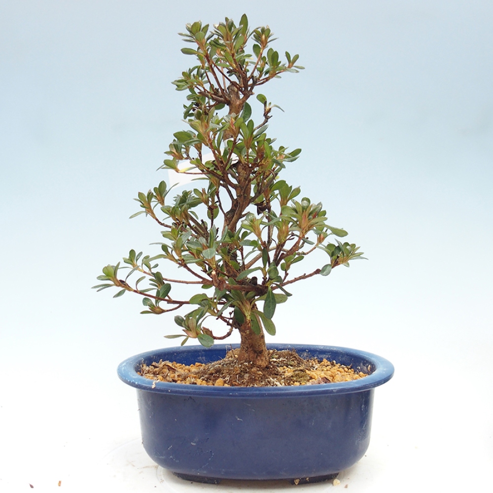 Venkovní bonsai - Japonská azalka - Azalea Kobai