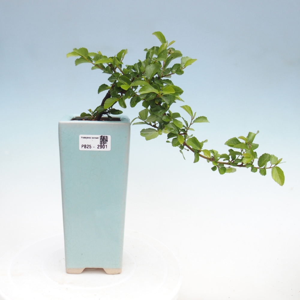 Pokojová bonsai - Grewia occidentalis - Hvězdice levandulová