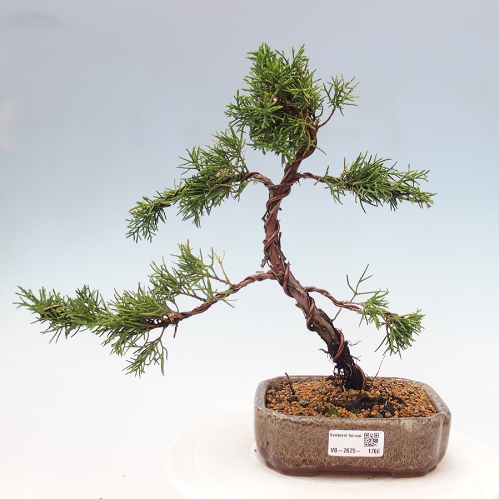 Venkovní bonsai - Juniperus chinensis Kishu -Jalovec čínský