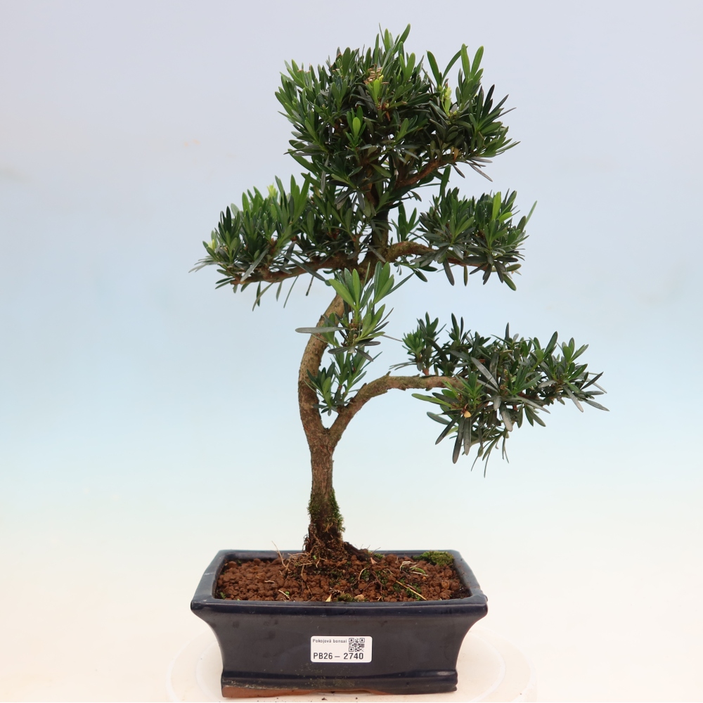 Pokojová bonsai - Podocarpus - Kamenný tis