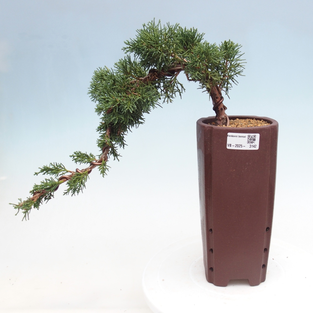 Venkovní bonsai - Juniperus chinensis Kishu -Jalovec čínský