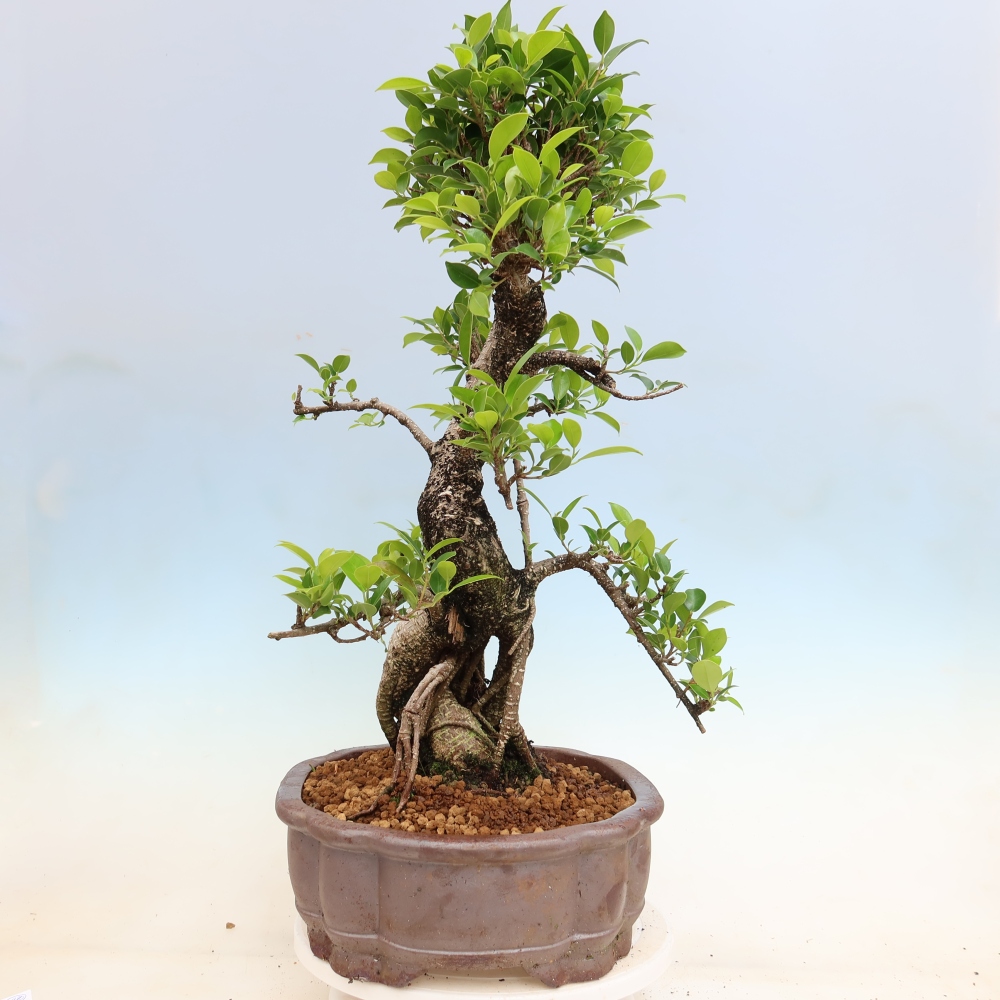 Pokojová bonsai - Ficus kimmen -  malolistý fíkus