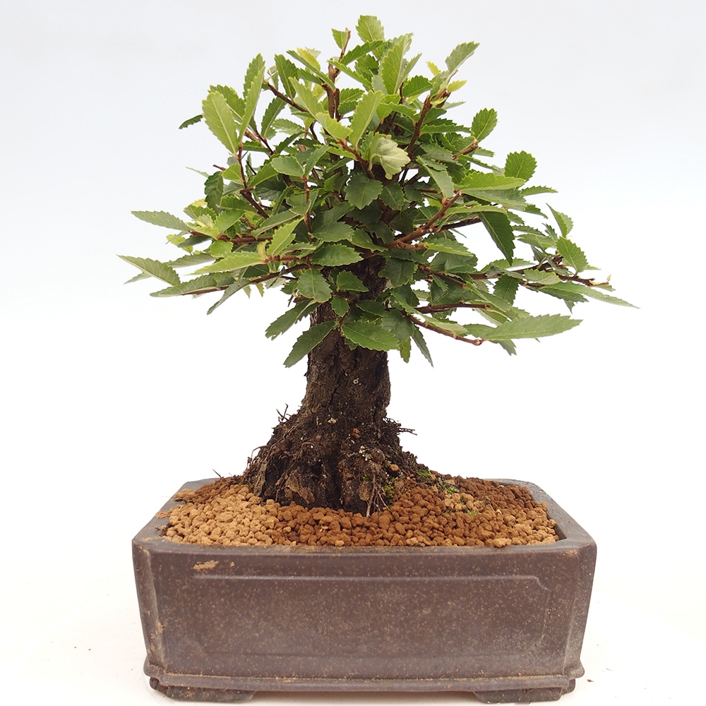 Venkovní bonsai - Zelkova - Zelkova NIRE
