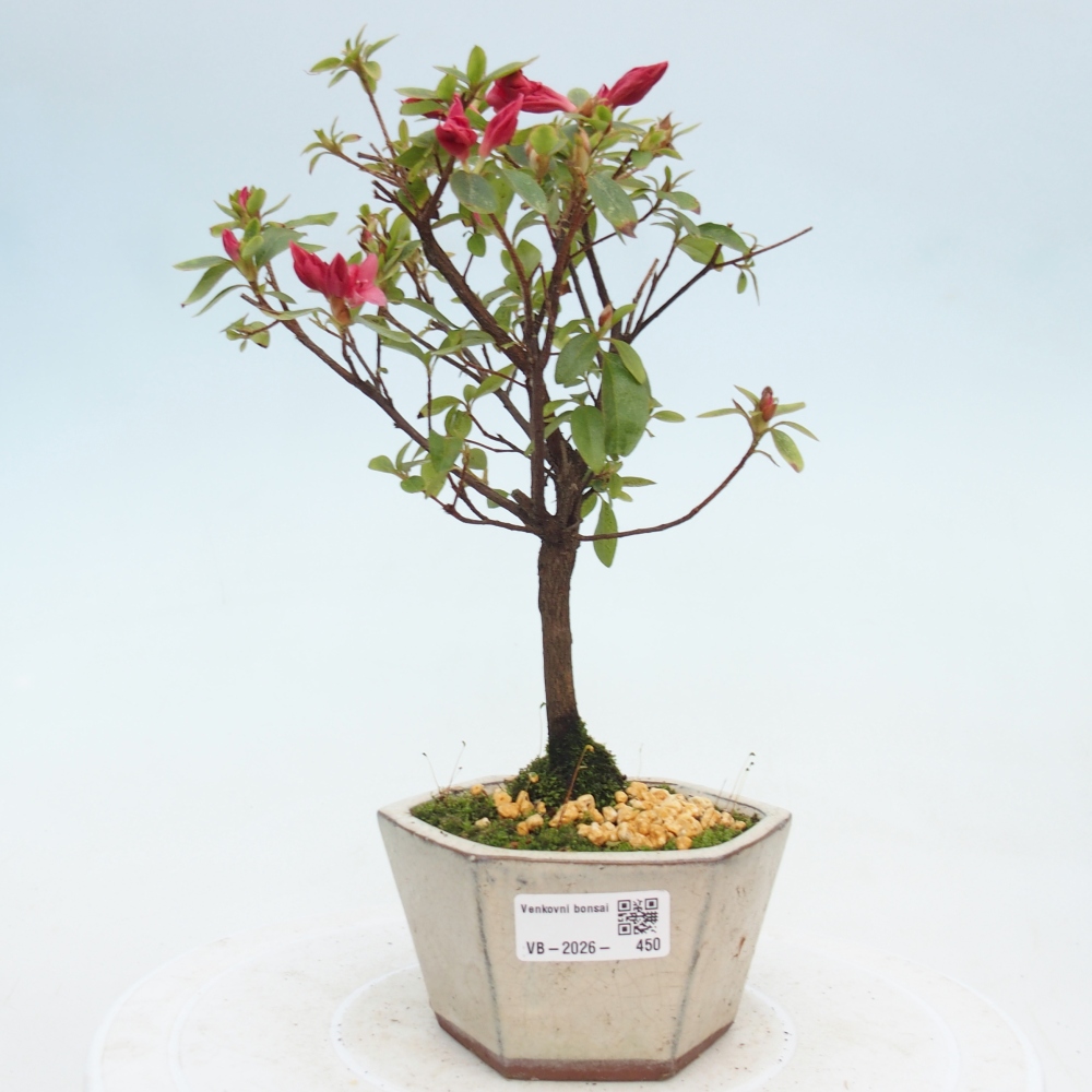 Venkovní bonsai - Japonská azalka - Azalea sp.