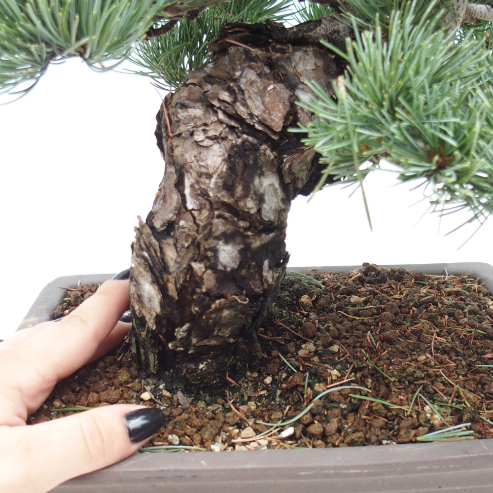 Venkovní bonsai - Pinus parviflora - Borovice drobnokvětá