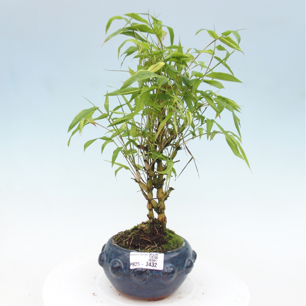 Pokojová bonsai - Bambus budha-Bambus budhovo břicho