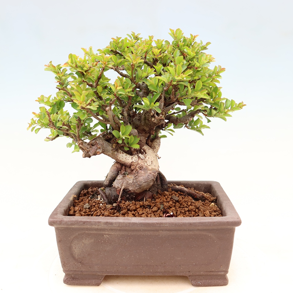Venkovní  bonsai -  Chaneomeles speciosa Chojubai - Kdoulovec ozdobný