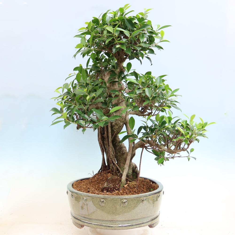 Pokojová bonsai - Ficus kimmen -  malolistý fíkus