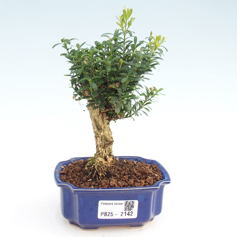 Pokojová bonsai - Buxus harlandii - korkový buxus