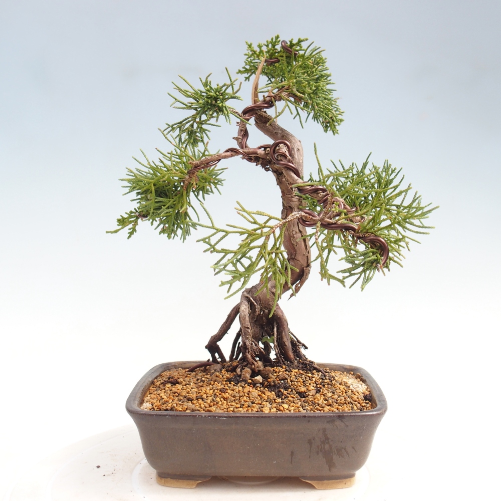 Venkovní bonsai - Juniperus chinensis Kishu -Jalovec čínský