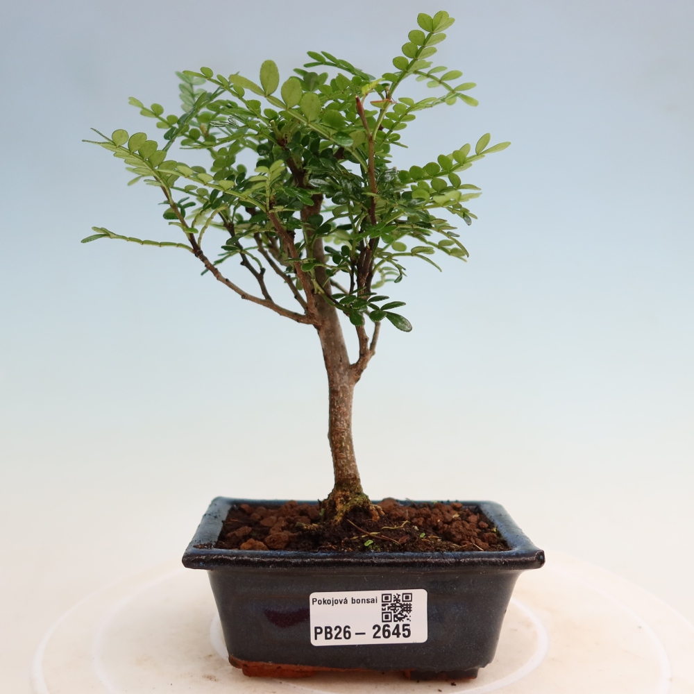 Pokojová bonsai - Zantoxylum piperitum - pepřovník