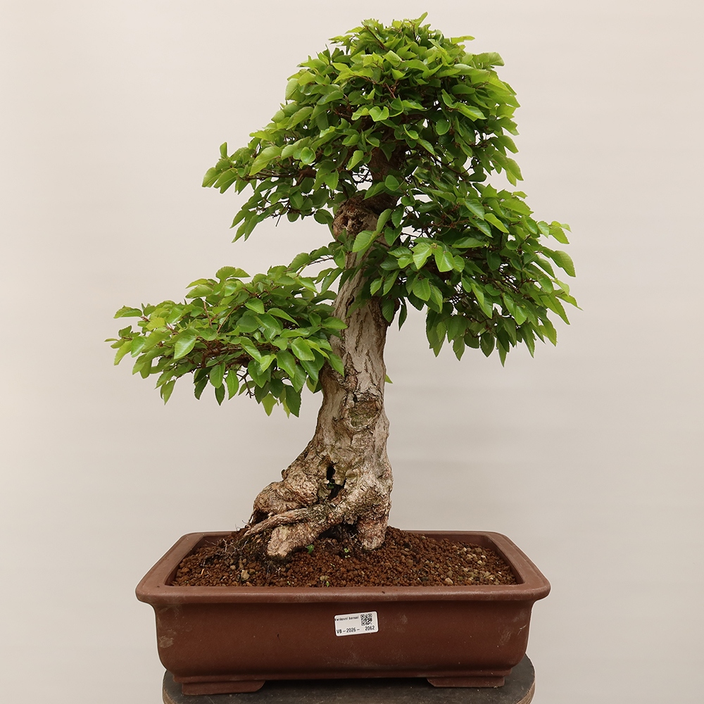 Venkovní bonsai -Carpinus Coreana - Habr korejský