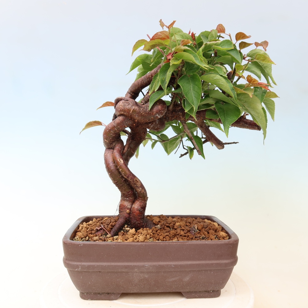 Venkovní bonsai -Japonská meruňka - Prunus Mume