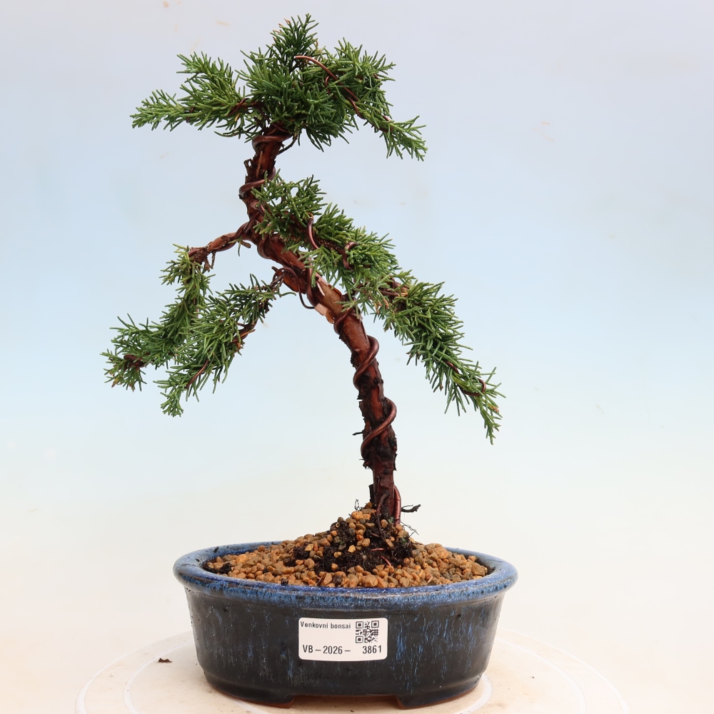 Venkovní bonsai - Juniperus chinensis Kishu -Jalovec čínský