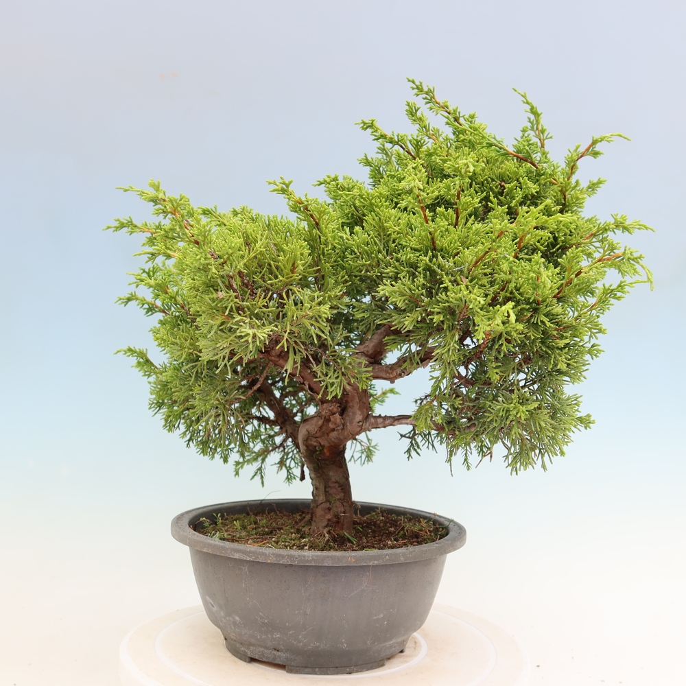 Venkovní bonsai - Juniperus chinensis Itoigawa-Jalovec čínský
